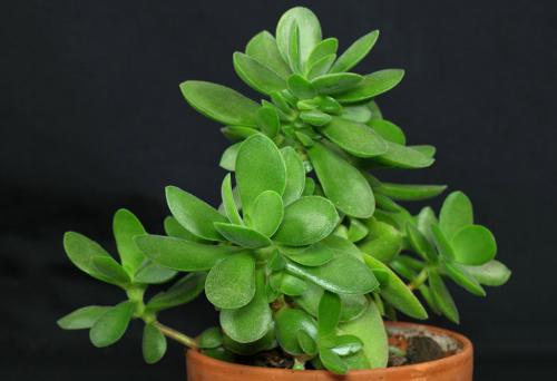 Амулет для привлечения денег и удачи. Основные талисманы удачи