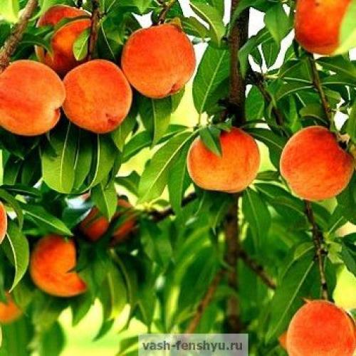 Фен-шуй здоровье талисманы. Символы здоровья и долголетия —, какие бывают, куда поставить