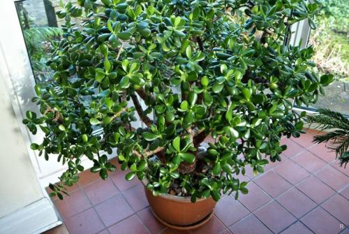 Фен-шуй деньги 2021. Фэншуйские советы помогут сделать дом привлекательным для денег в 2021 году