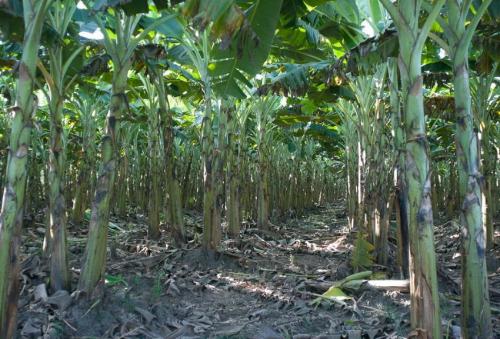 Описание банана. Как растут бананы – ботаническая характеристика