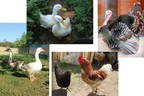 Как карточки с 25 словами помогают в формировании словарного запаса. Карточки для расширения словарного запаса и игр для развития речи малышей