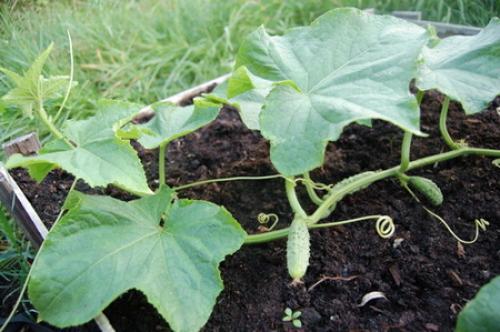 Как карточки с 25 словами помогают в формировании словарного запаса. Карточки для расширения словарного запаса и игр для развития речи малышей