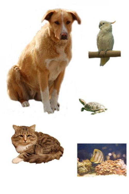 Как карточки с 25 словами помогают в формировании словарного запаса. Карточки для расширения словарного запаса и игр для развития речи малышей