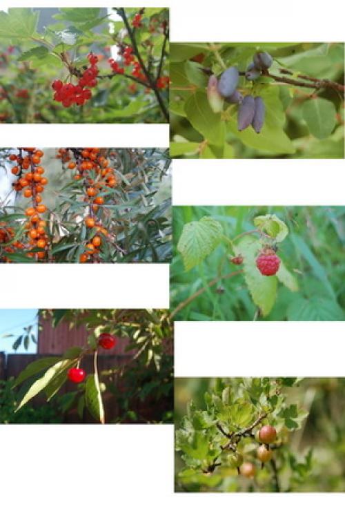 Как карточки с 25 словами помогают в формировании словарного запаса. Карточки для расширения словарного запаса и игр для развития речи малышей