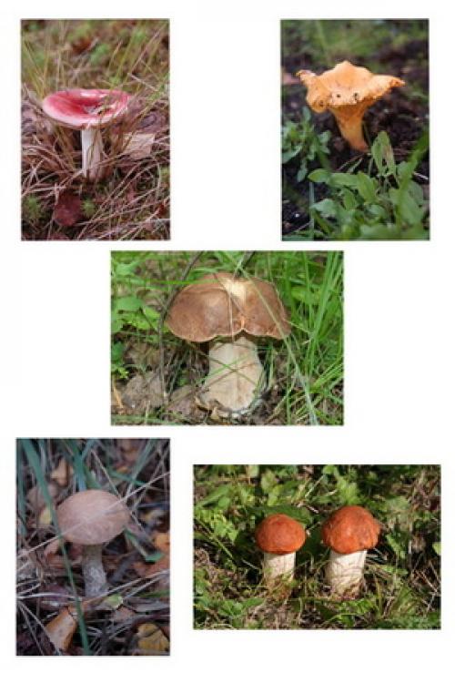 Как карточки с 25 словами помогают в формировании словарного запаса. Карточки для расширения словарного запаса и игр для развития речи малышей