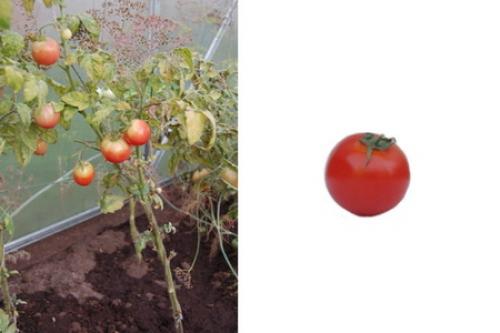 Как карточки с 25 словами помогают в формировании словарного запаса. Карточки для расширения словарного запаса и игр для развития речи малышей