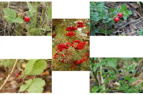 Как карточки с 25 словами помогают в формировании словарного запаса. Карточки для расширения словарного запаса и игр для развития речи малышей