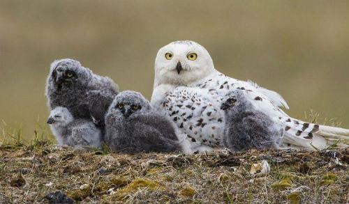 Как совы зимуют. Где зимуют совы