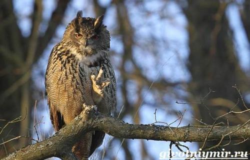 Где живут совы. Особенности и среда обитания совы