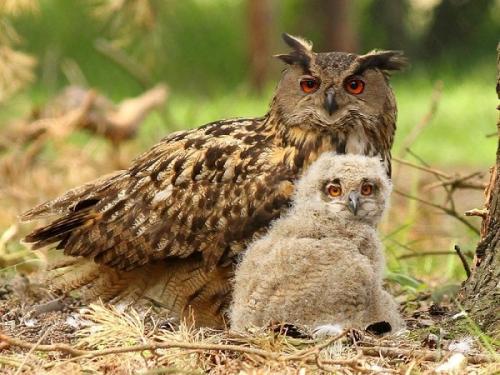 Где зимуют филины. Филин – ночной хозяин леса