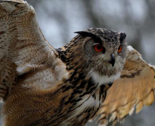 Сова — среда обитания, особенности видов, семья, рацион, продолжительность жизни (110 фото + видео)