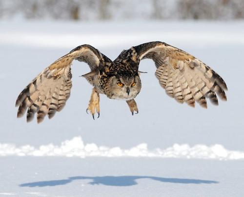 Где зимуют филины. Филин – ночной хозяин леса