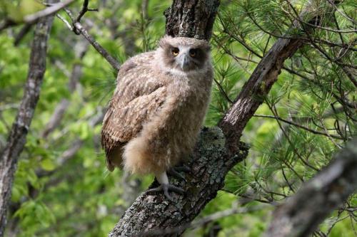 Как совы зимуют. Где зимуют совы