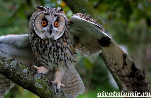 Где живут совы. Особенности и среда обитания совы