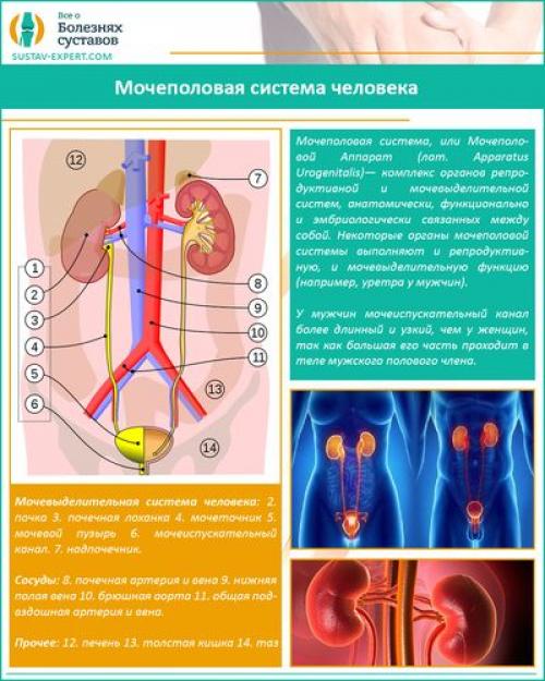 Боль и тяжесть в левом подреберье. Боль в левом подреберье 03