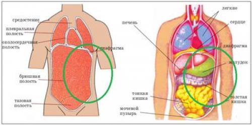 Боль и тяжесть в левом подреберье. Боль в левом подреберье 02