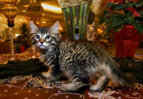 Коты известных людей. Топ-12 самых знаменитых в мире кошек