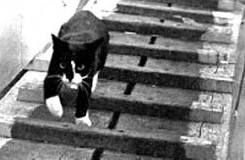 Коты известных людей. Топ-12 самых знаменитых в мире кошек