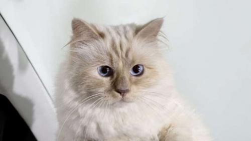 Коты известных людей. Топ-12 самых знаменитых в мире кошек