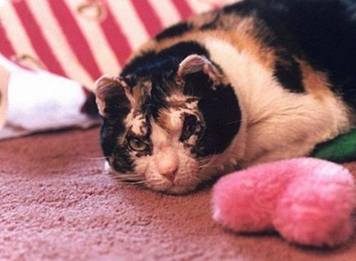 Коты известных людей. Топ-12 самых знаменитых в мире кошек