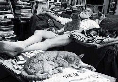 Коты известных людей. Топ-12 самых знаменитых в мире кошек