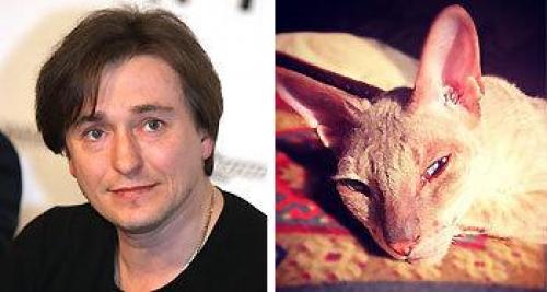 Русские знаменитости с котами. Звезды-кошатники и их питомцы