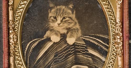 Коты известных людей. Топ-12 самых знаменитых в мире кошек