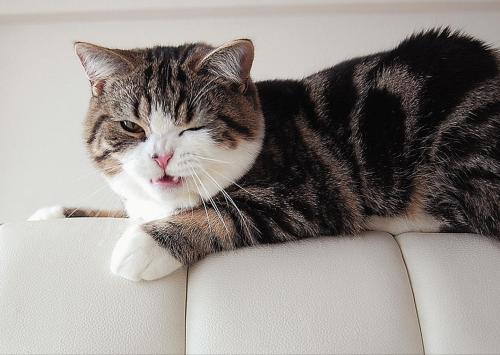 Коты известных людей. Топ-12 самых знаменитых в мире кошек