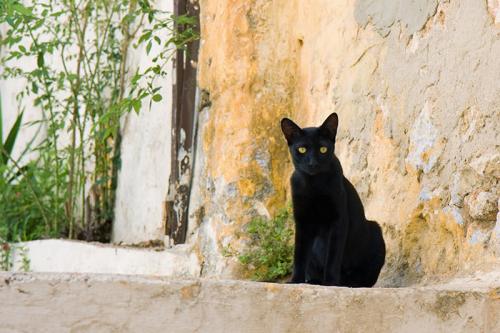 Коты известных людей. Топ-12 самых знаменитых в мире кошек