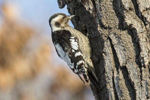 Дятел зимует или улетает. Дятел (50 фото): описание птицы, чем питается и где обитает