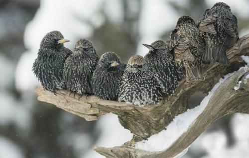 Скворец зимует или улетает. Образ жизни и среда обитания