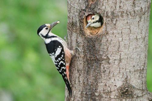 Дятел зимует или улетает. Дятел (50 фото): описание птицы, чем питается и где обитает