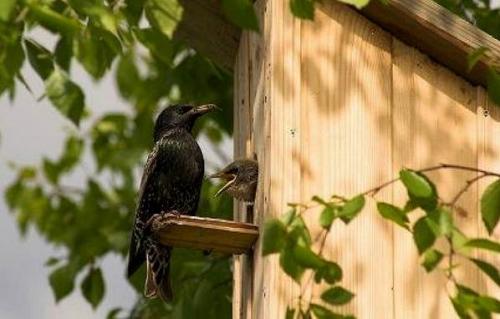 Скворец зимует или улетает. Образ жизни и среда обитания