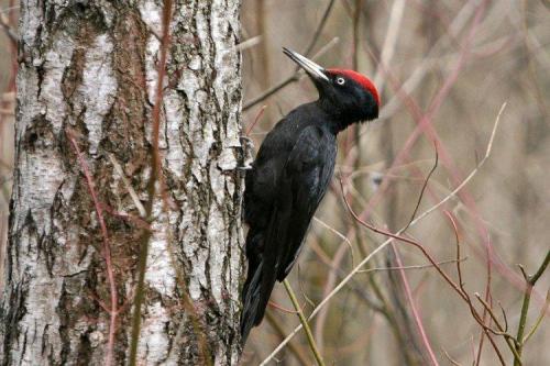 Дятел зимует или улетает. Дятел (50 фото): описание птицы, чем питается и где обитает