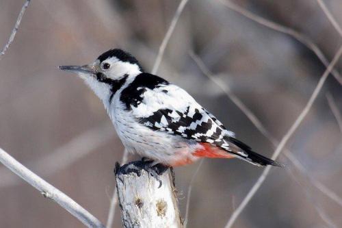Дятел зимует или улетает. Дятел (50 фото): описание птицы, чем питается и где обитает