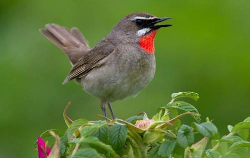 Куда улетают соловьи на зиму. Соловей птица. Образ жизни и среда обитания соловья