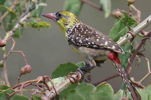 Дятел зимует или улетает. Дятел (50 фото): описание птицы, чем питается и где обитает