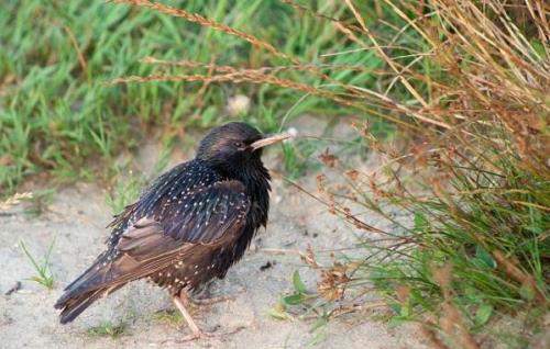Скворец зимует или улетает. Образ жизни и среда обитания
