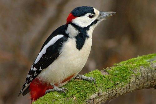 Дятел зимует или улетает. Дятел (50 фото): описание птицы, чем питается и где обитает