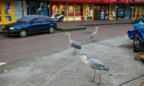 Цапля улетает на юг. Интересные факты про цаплю