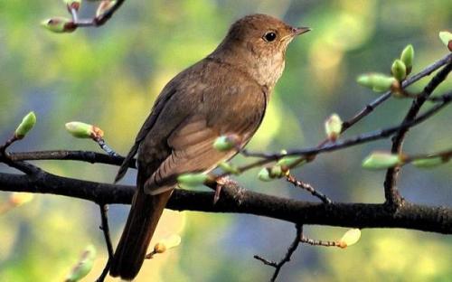 Куда улетают соловьи на зиму. Соловей птица. Образ жизни и среда обитания соловья