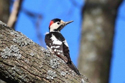 Дятел зимует или улетает. Дятел (50 фото): описание птицы, чем питается и где обитает