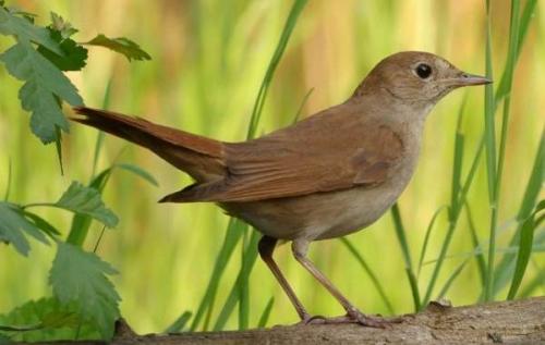 Куда улетают соловьи на зиму. Соловей птица. Образ жизни и среда обитания соловья