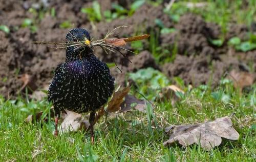 Скворец зимует или улетает. Образ жизни и среда обитания