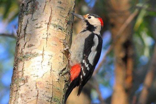Дятел зимует или улетает. Дятел (50 фото): описание птицы, чем питается и где обитает