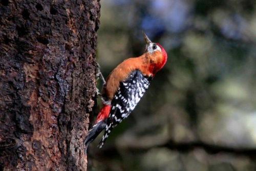 Дятел зимует или улетает. Дятел (50 фото): описание птицы, чем питается и где обитает