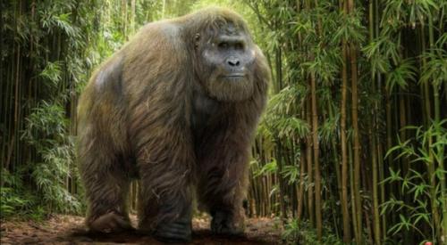 Сила удара гориллы в кг. Мощь и безобидность