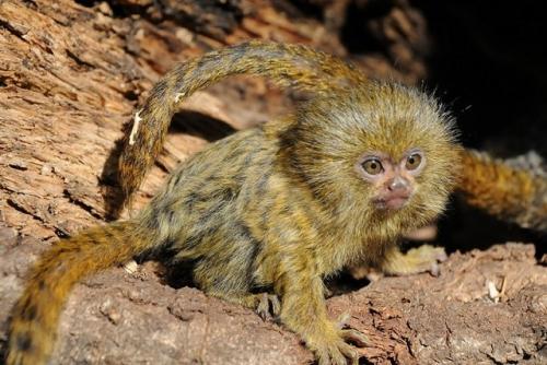 Самая большая горилла. Какая обезьяна самая большая в мире: наиболее крупные их представители