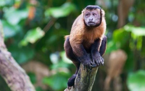 Самая большая горилла. Какая обезьяна самая большая в мире: наиболее крупные их представители