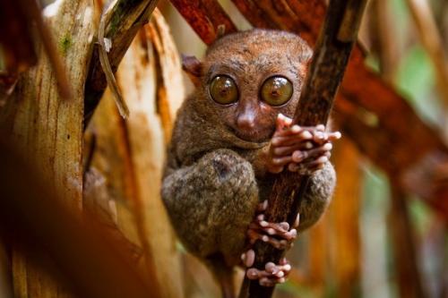 Самая большая горилла. Какая обезьяна самая большая в мире: наиболее крупные их представители